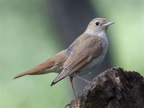 死 鳥|サヨナキドリ (さよなきどり)とは【ピクシブ百科事典】